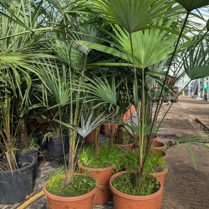 Trachycarpus Fortunei × Princeps - Hybride Hanfpalme