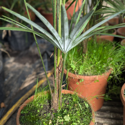 Trachycarpus Fortunei × Princeps - Hybride Hanfpalme
