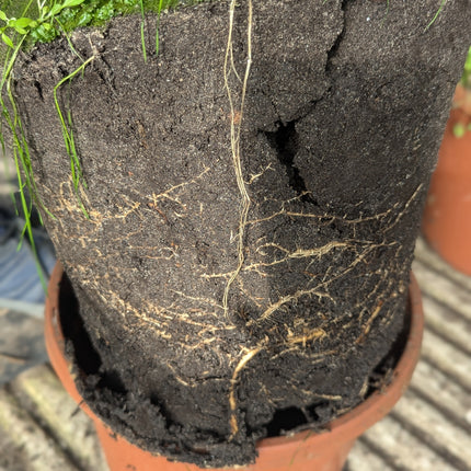 Trachycarpus Fortunei × Princeps - Hybride Hanfpalme