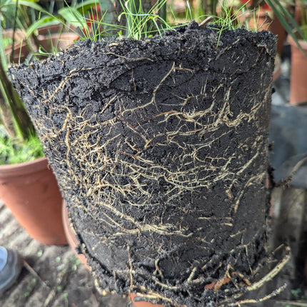 Trachycarpus wagnerianus - Wagner Hanfpalme aus Freilandzucht