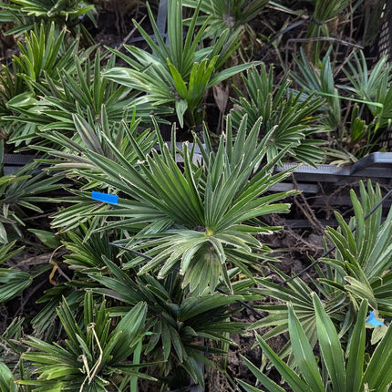 Trachycarpus wagnerianus - Wagner Hanfpalme aus Freilandzucht