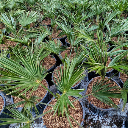 Trachycarpus wagnerianus - Wagner Hanfpalme aus Freilandzucht