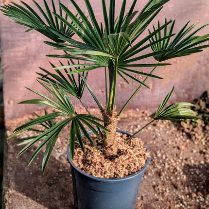 Trachycarpus wagnerianus - Wagner Hanfpalme aus Freilandzucht