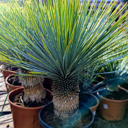 Yucca rostrata - Blaublättrige Palmlilie aus Freilandzucht