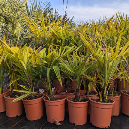 Trachycarpus fortunei - Chinesische Hanfpalme aus Freilandzucht