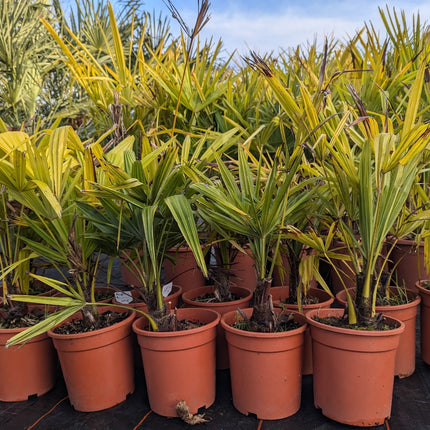 Trachycarpus fortunei - Chinesische Hanfpalme aus Freilandzucht