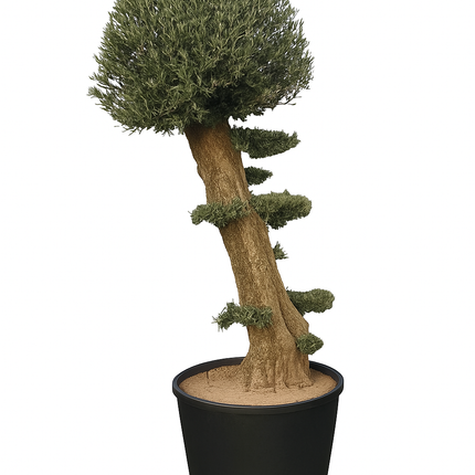 Olivenbaum (Olea europaea