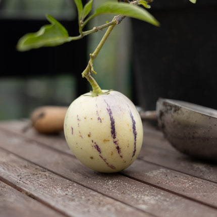 Pepino Melone - Melonensamen