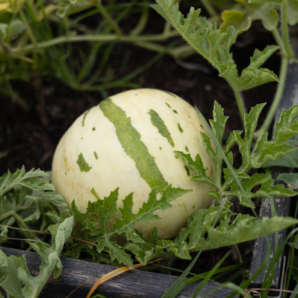 Snowmelon - Melonensamen