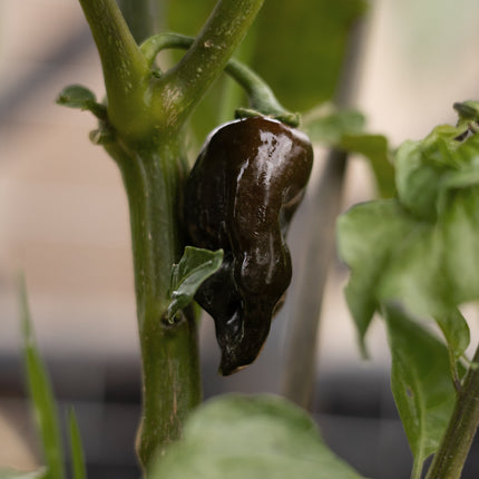 Habanero Chocolate - Chilisamen