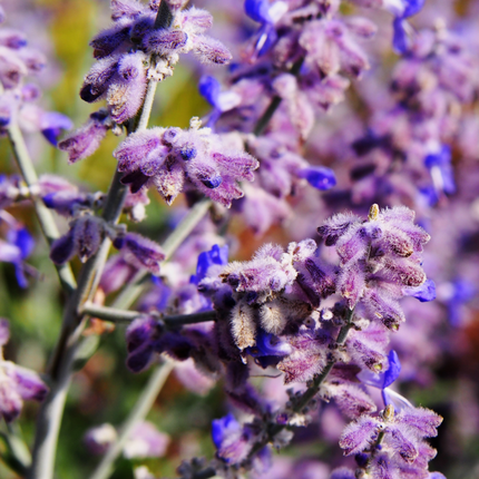 Perovskia atriplicifolia - Blauraute, Silber-Perowskie