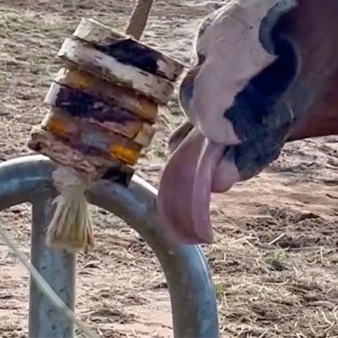 Pferd