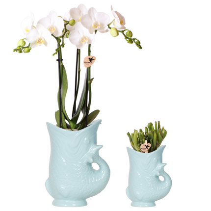 Pflanzset Phalaenopsis Orchidee Amabilis Weiß Ø9cm & Sukkulente Crassula Hobbit Ø6cm – In türkisfarbenen Keramik Fish – Töpfen