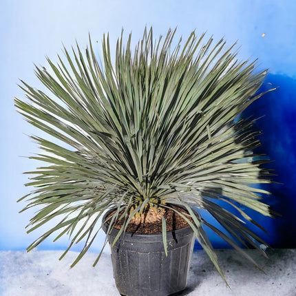 Yucca rostrata - Blaublättrige Palmlilie aus Freilandzucht