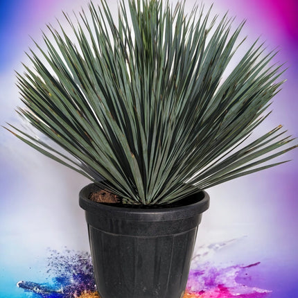 Yucca rostrata - Blaublättrige Palmlilie aus Freilandzucht