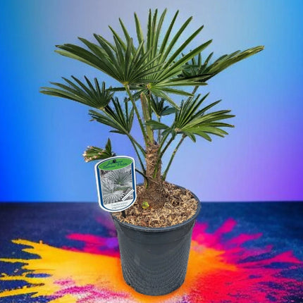 Trachycarpus wagnerianus - Wagner Hanfpalme aus Freilandzucht