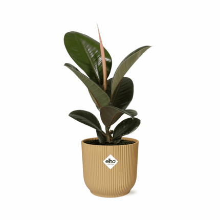 Ficus elastica - Gummibaum