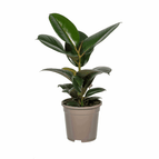 ↨50 – 70cm・⌀17cm・Sorte 'Robusta'