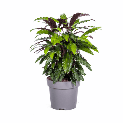Calathea - Korbmarante