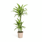 ↨100 – 110cm・⌀21cm・Sorte 'White Stripe'