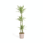 ↨130 – 140cm・⌀24cm・Sorte 'White Stripe'