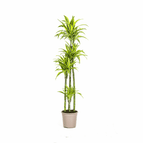 ↨160 – 170cm・⌀27cm・Sorte 'Lemon Lime'