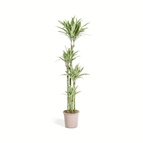 ↨160 – 170cm・⌀27cm・Sorte 'White Stripe'