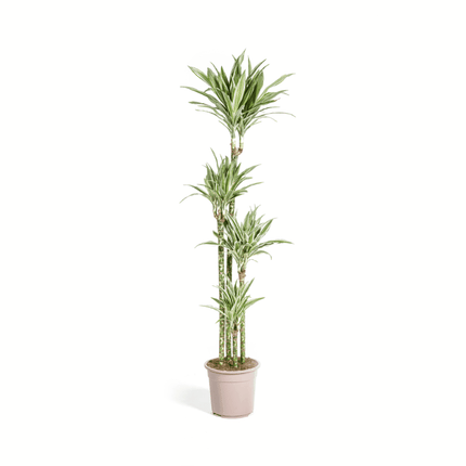 Dracaena deremensis - Drachenbaum