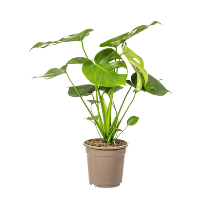 Monstera Deliciosa - Fensterblatt