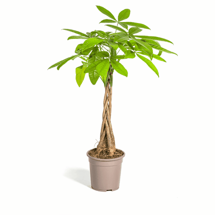 Pachira aquatica - Glückskastanie