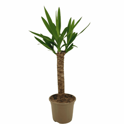 Yucca elephantipes - Riesen-Palmlilie