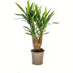 ↨60 – 70cm・⌀21cm・mit Stammansatz