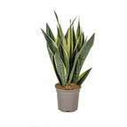 ↨50 – 60cm・⌀17cm・Sorte 'Canary'