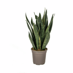 ↨50 – 60cm・⌀17cm・Sorte 'Futura Black'