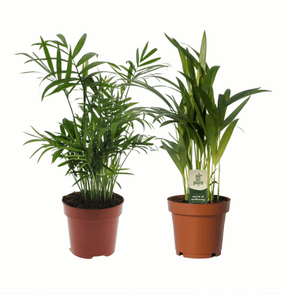 Dypsis lutescens - Areca-, Goldfruchtpalme