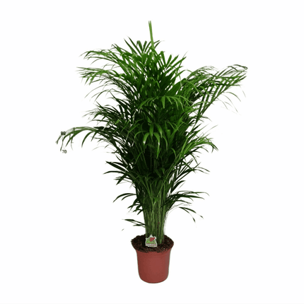 Dypsis lutescens - Areca-, Goldfruchtpalme