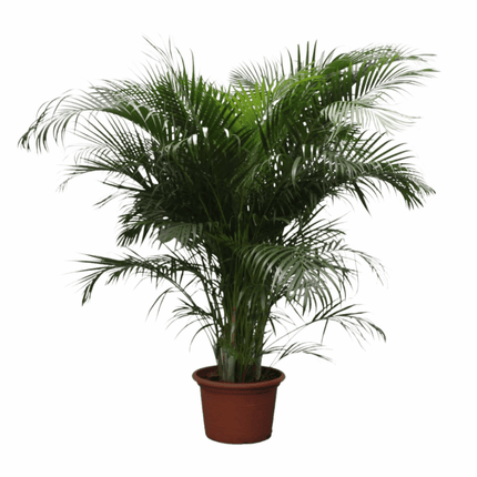 Dypsis lutescens - Areca-, Goldfruchtpalme