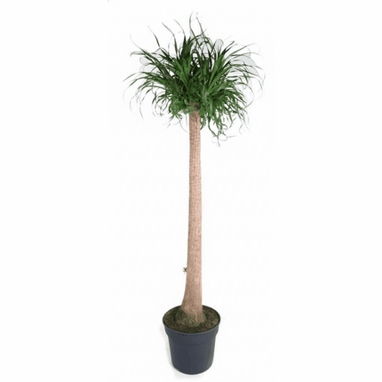 Beaucarnea Nolina recurvata - Elefantenfuß, Flaschenbaum