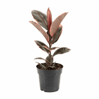 ↨50 – 70cm・⌀17cm・Sorte 'Belize'