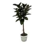 ↨120 – 150cm・⌀27cm・Stämmchen der Sorte 'Robusta'