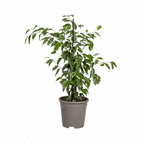 ↨50 – 70cm・⌀17cm・Sorte 'Golden King'