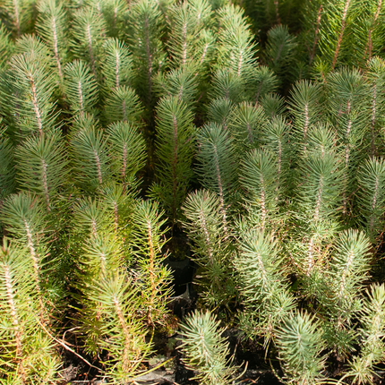 Pinus pinea - Pinie, Mittelmeer-Kiefer aus Freilandzucht