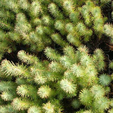 Pinus pinea - Pinie, Mittelmeer-Kiefer aus Freilandzucht