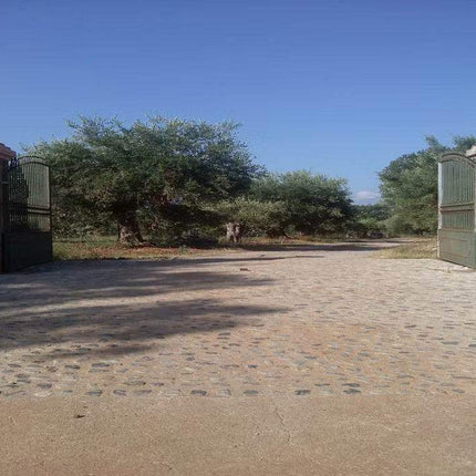 Bio Olivenöl Extra Vergine di Palombari im Kanister