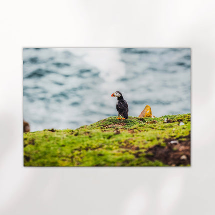 Puffin – Saltee Island, Ireland
