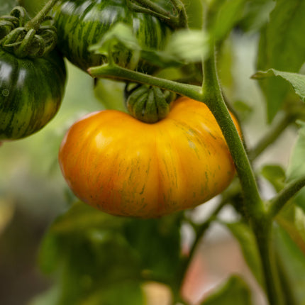 Rainbow Jazz Heart - Tomatensamen