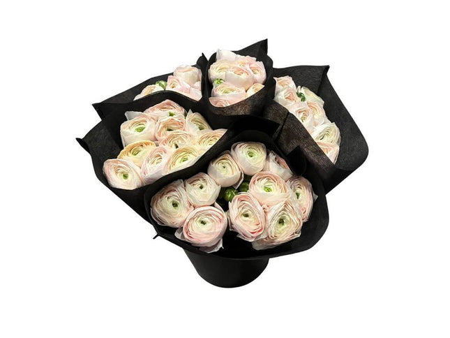 Ranunculus As Clooney Hanoi – Premium Ranunkeln Schnittblumen – A1 Qualität – 40cm Stiellänge – 20 Stiele Bundware für Floristik & Eventdeko