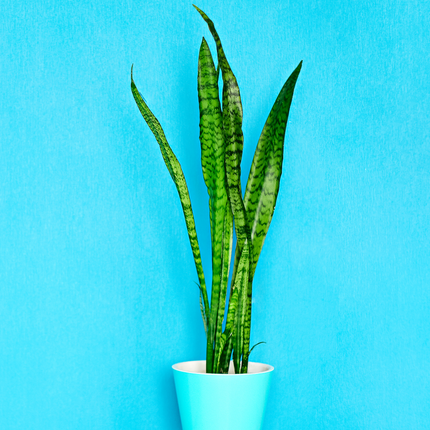 Sansevieria trifasciata - Bogenhanf, Schwiegermutterzunge