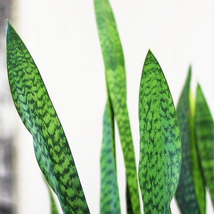 Sansevieria trifasciata - Bogenhanf, Schwiegermutterzunge