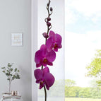 Orchidee Lila